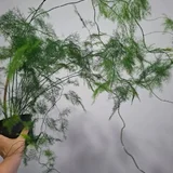 Седум буррито — lakeside, pot (photo 2)