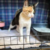 Кошка Ириска, трёхцветная — Egyptian cat (photo 3)