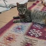 Кошка Альма — Egyptian cat (photo 5)