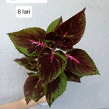 Колеус Coleus — pot, ringlet (photo 1)