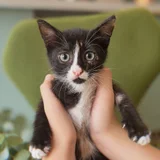 Котенок Гербера — Egyptian cat, tabby (photo 1)