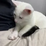 Котёнок Шмупсик (photo 3)