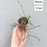 Растения в горшках (сингonium, хойя) — pot (photo 2)