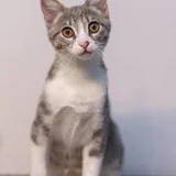 Котенок Юми — Egyptian cat (photo 5)
