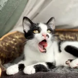 Котенок Шуфутинский младший — tabby, Egyptian cat (photo 4)