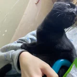 Маленькая чёрная кошечка — hand blower (photo 2)