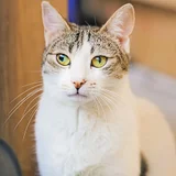 Кошка Орнелла — tiger cat, Egyptian cat, lynx (photo 4)