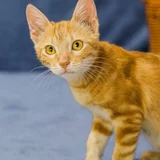 Котёнок Батон (photo 4)