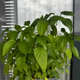 Фикус — pot, bell pepper (photo 4)