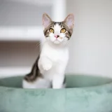 Котенок бенгальской породы — Egyptian cat (photo 2)