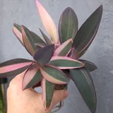 Рео Ситара Голд — pinwheel (photo 3)