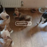 Собака Чихуахуа — Chihuahua, Pembroke (photo 3)