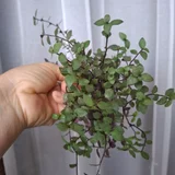Горшок для цветов — pot, shower curtain (photo 2)