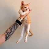 Котята Пряник и Печенька — Egyptian cat, tiger cat, dumbbell (photo 3)