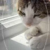 Кот Валли в добрые руки — Egyptian cat, tabby, Persian cat (photo 5)
