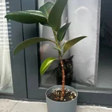 Фикус — pot (photo 1)