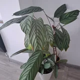 Суккуленты — pot (photo 5)