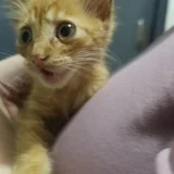 Котёнок — Egyptian cat, tabby, tiger cat (photo 1)