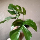 Каллизия зелёная — pot, bell pepper (photo 5)