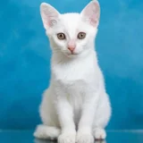 Котенок Мия в добрые руки — Egyptian cat, Siamese cat, lynx (photo 2)