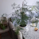 Набор суккулентов — pot (photo 2)