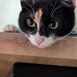 Котка Бяка — carton, Egyptian cat (photo 1)