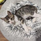 Котёнок Анфиска — tabby, Egyptian cat (photo 2)