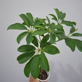 Суккуленты набор за все (photo 10)