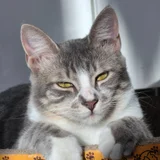 Кошка Жасмин в добрые руки — tabby, Egyptian cat, tiger cat (photo 1)