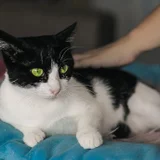 Кошечка Мурочка в добрые руки — Egyptian cat (photo 3)