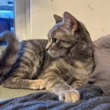 Кошка Смоки — tabby, tiger cat, Egyptian cat (photo 4)