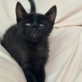 Котёнок Вуглик в добрые руки — Egyptian cat (photo 2)