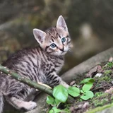 Котята в добрые руки — tiger cat, tabby, Egyptian cat (photo 2)