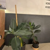 Фикус — pot (photo 2)