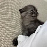 Британский котик — Persian cat, Egyptian cat (photo 2)