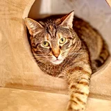 Кошка Фаня — tabby, tiger cat (photo 2)