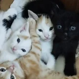 Котята в добрые руки — Egyptian cat, Persian cat (photo 2)