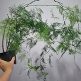 Женское счастье — pot (photo 1)