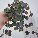 Женское счастье — pot (photo 4)