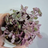 Суккуленты (набор) (photo 8)