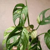 Каллизия зелёная (photo 6)