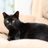Кот Салем 4 года — Egyptian cat (photo 1)