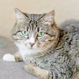 Кошка Валиди — tabby, tiger cat (photo 2)