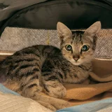 Котёнок девочка в добрые руки (photo 8)