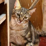 Котёнок Хлоя в добрые руки — tiger cat, tabby (photo 1)