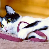 Кошка (Egyptian cat) (photo 3)