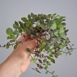 Суккуленты (набор) (photo 7)