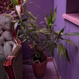 Студийный диван и кресло-качалка — pot (photo 5)