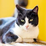 Кошка Николь — Egyptian cat (photo 2)