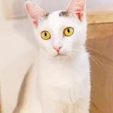 Кошка Тильда — Egyptian cat, washbasin, Siamese cat (photo 2)